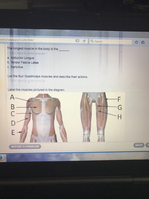 longest muscle in body