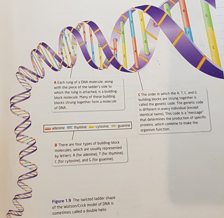 solved-g-g-a-each-rung-of-a-dna-molecule-along-with-the-chegg