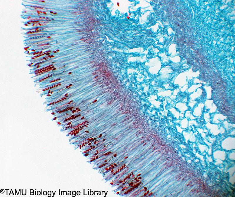 ascospores under microscope