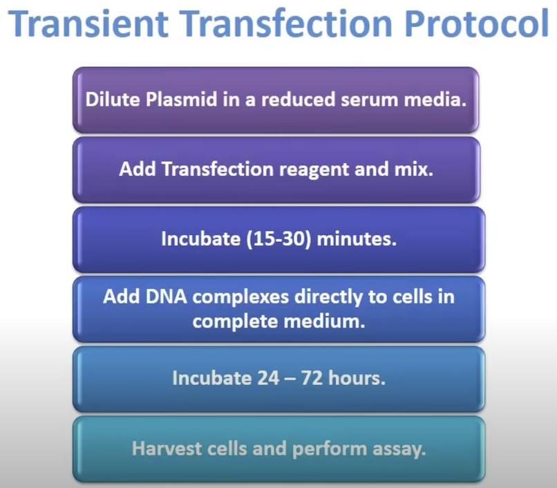 Solved Transient Transfection Protocol Dilute Plasmid in a