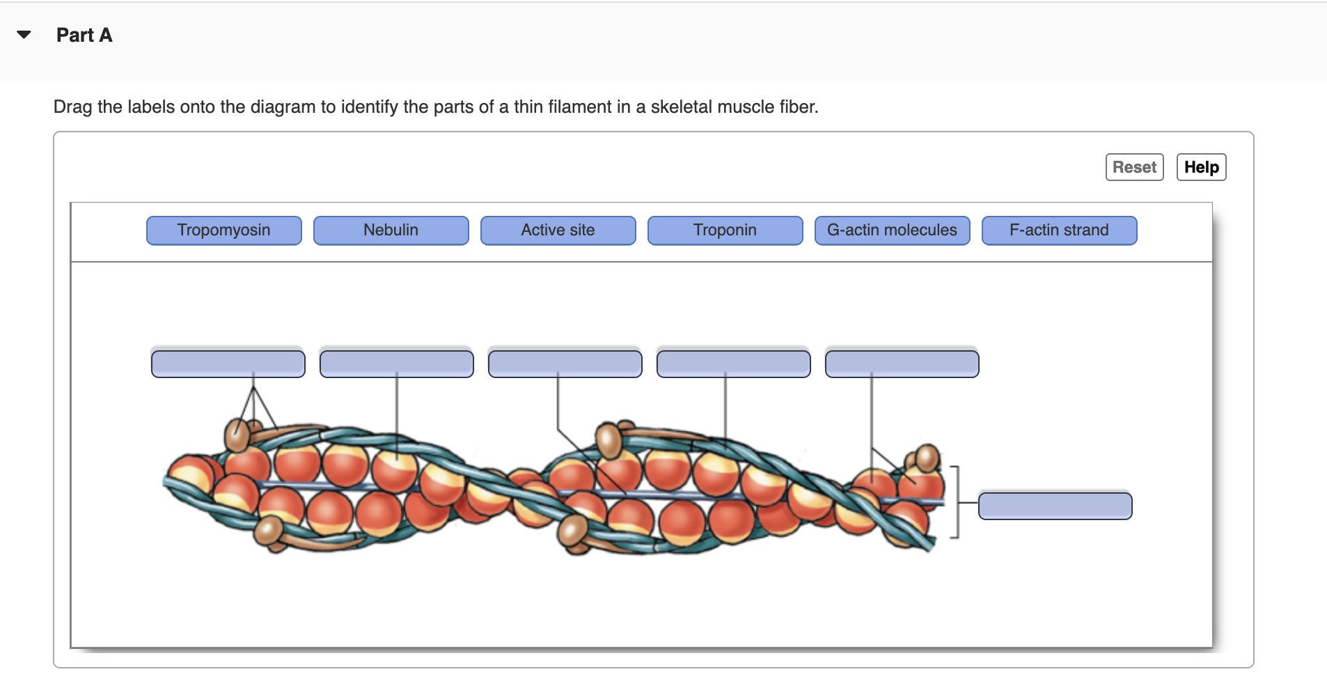 Solved Part A Drag the labels onto the diagram to identify