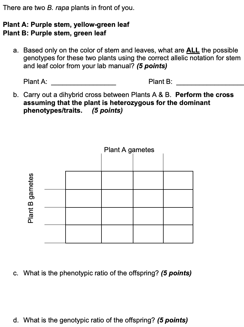 Solved There Are Two B Rapa Plants In Front Of You Plan Chegg Com