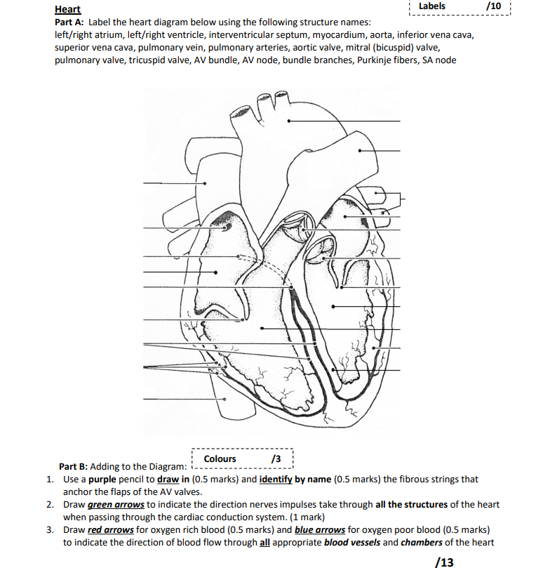 /10 Heart Labels Part A: Label the heart diagram | Chegg.com