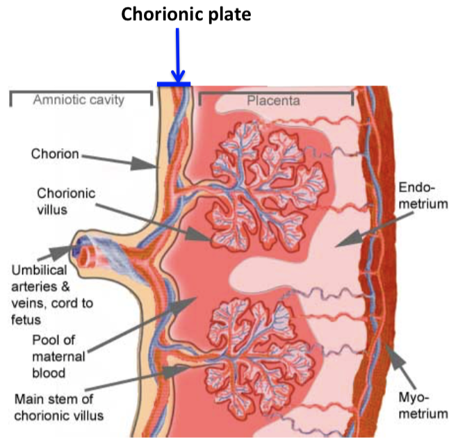 placenta chorionic plate of