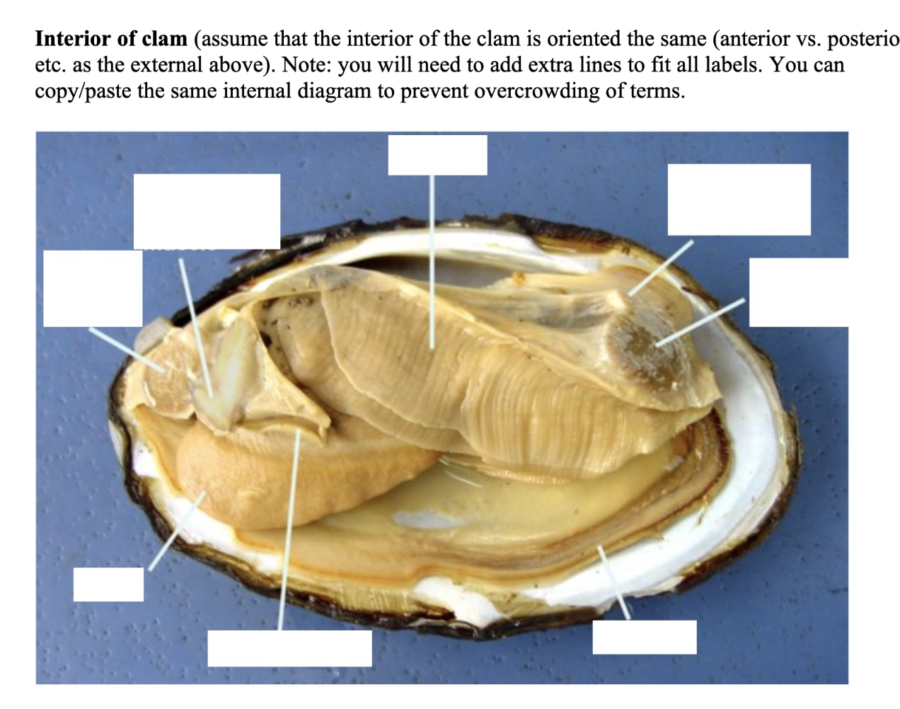 What's Inside A Clam? 