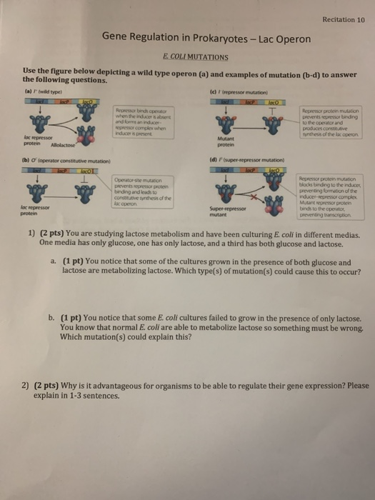 Solved Recitation 10 Gene Regulation in Prokaryotes -Lac | Chegg.com