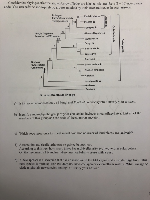 Solved 1. Consider the phylogenetic tree shown below. Nodes | Chegg.com