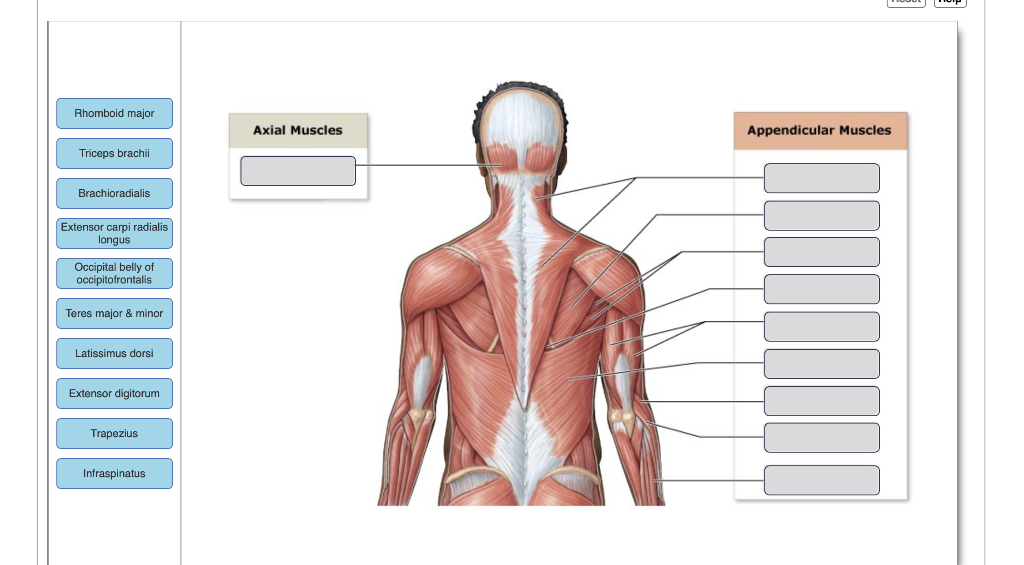 posterior skeletal muscles