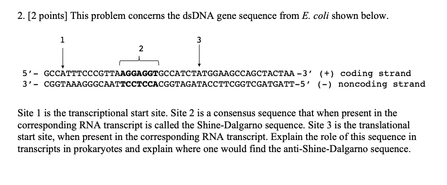 Solved 2. [ 2 points] This problem concerns the dsDNA gene | Chegg.com