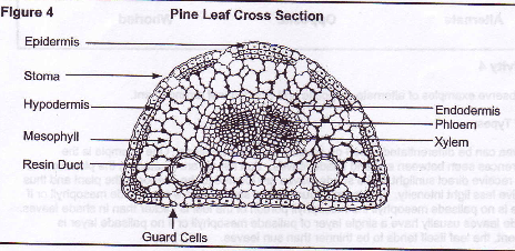 pinus leaf labeled