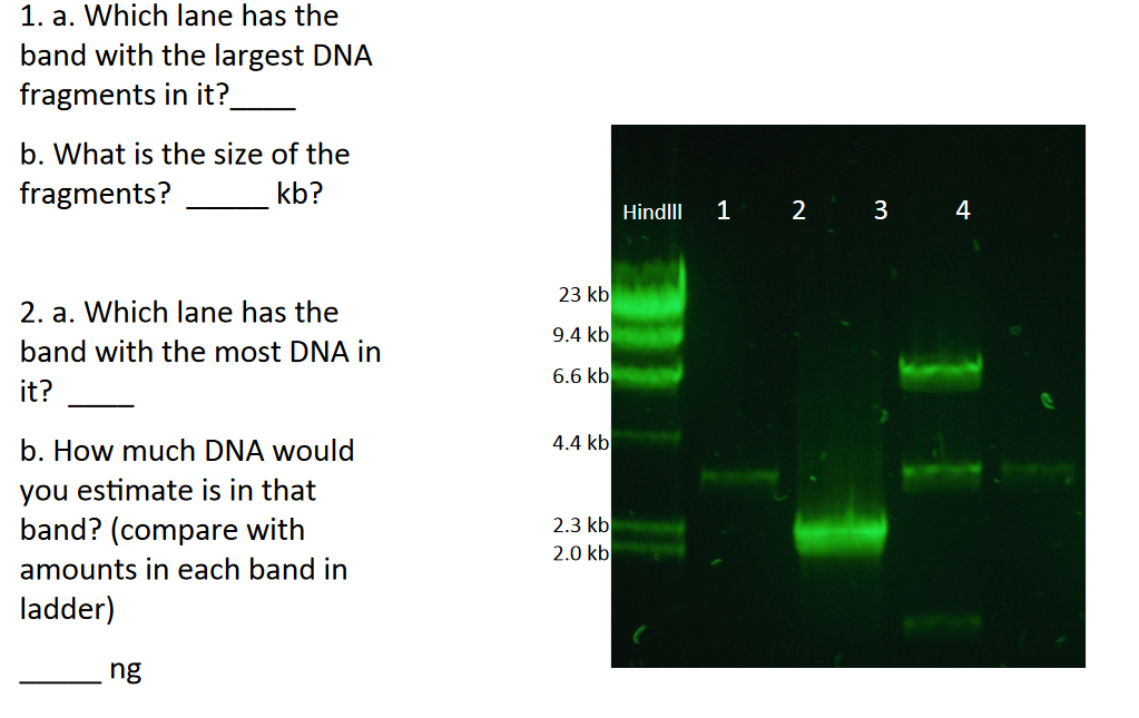 Solved 1. a. Which lane has the band with the largest DNA | Chegg.com