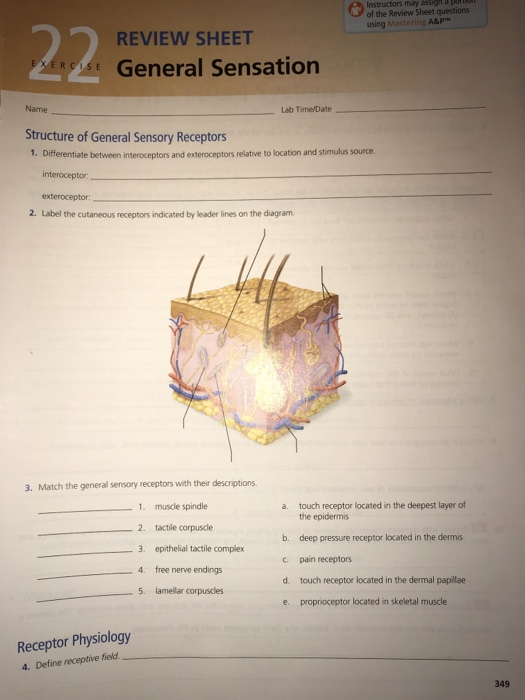Solved: Instructors May Of The Review Sheet Questions Usin... | Chegg.com