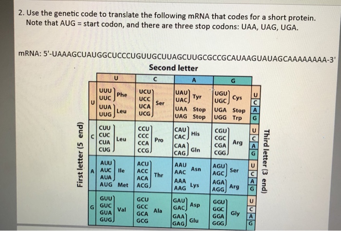 Solved 2. Use the genetic code to translate the following | Chegg.com