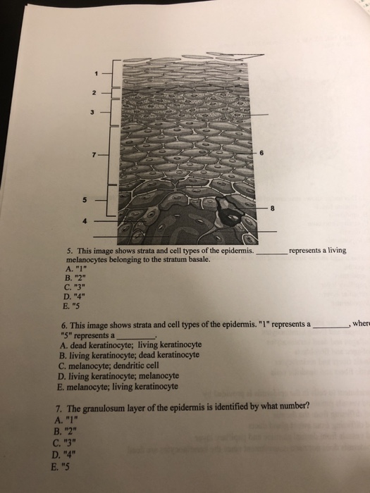 Solved 5. This image shows strata and cell types of the | Chegg.com