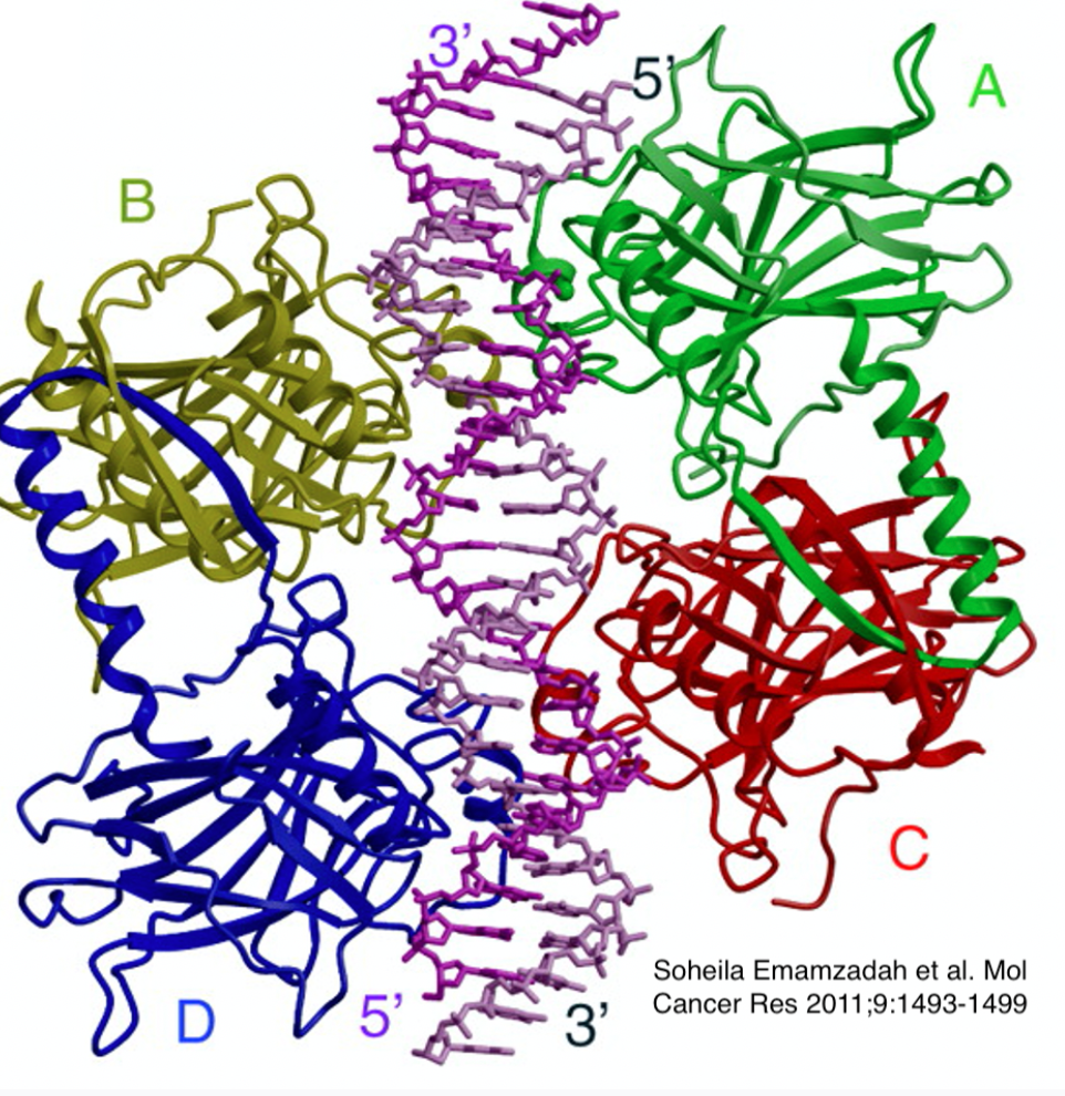 Solved Both p53 and p21 are tumor suppressors: activation | Chegg.com