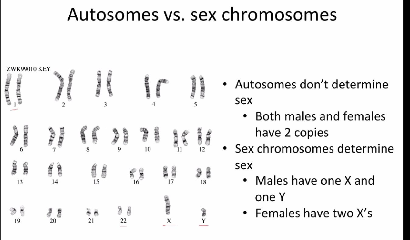 Solved Autosomes Vs Sex Chromosomes Both Males And 