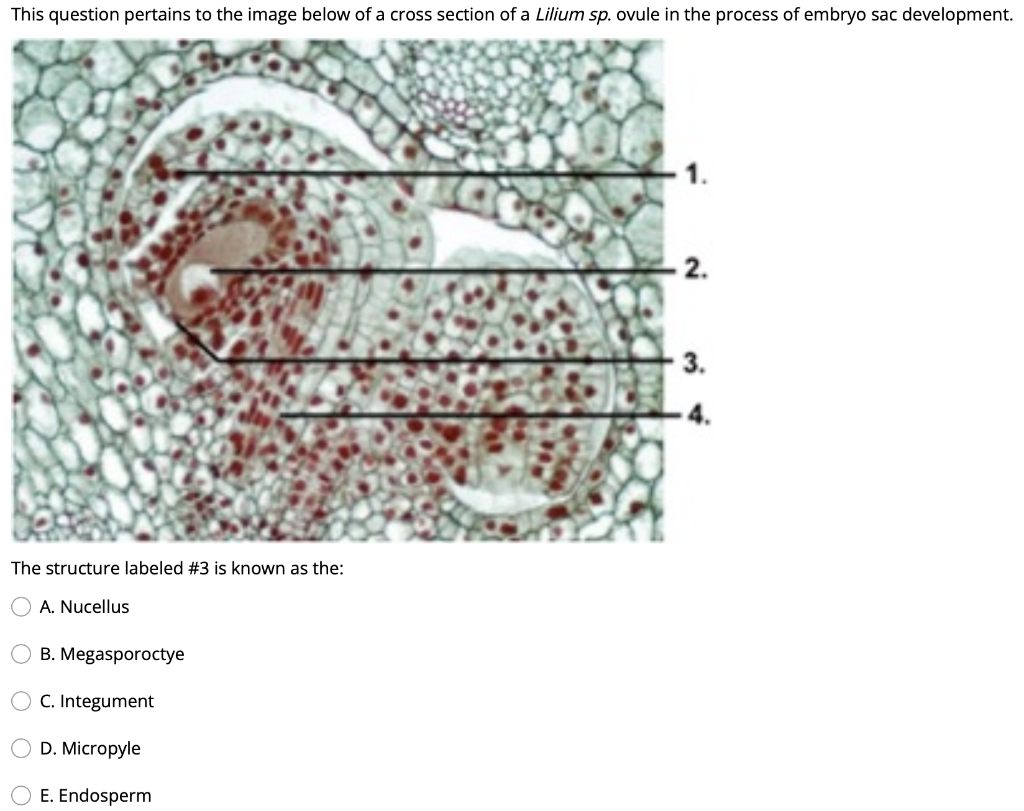 The structure labeled \#3 is known as the:
A. Nucellus
B. Megasporoctye
C. Integument
D. Micropyle
E. Endosperm