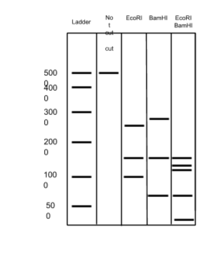 Solved Given the results in the gel image below draw | Chegg.com