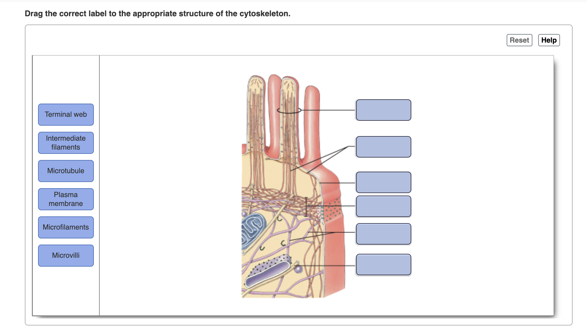 Solved Drag the correct label to the appropriate structure | Chegg.com