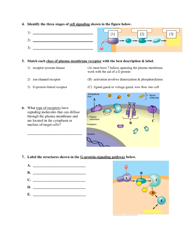 solved-4-identify-the-three-stages-of-cell-signaling-shown-chegg