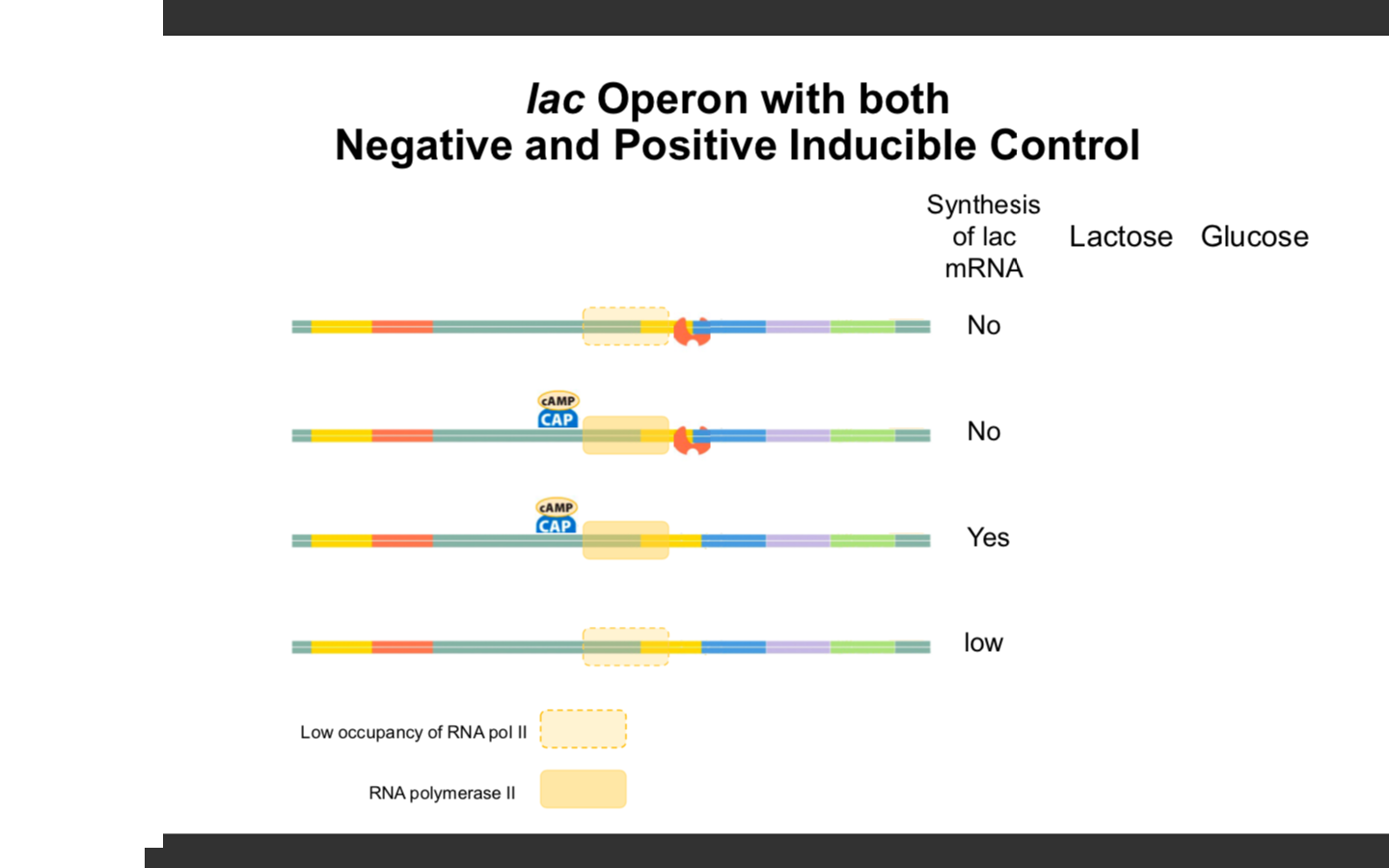 Solved lac Operon with both Negative and Positive Inducible | Chegg.com