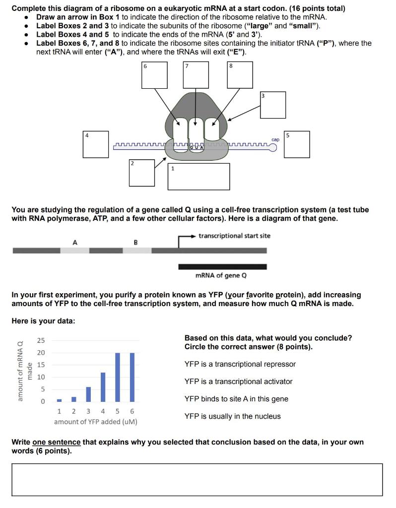 Solved . Complete this diagram of a ribosome on a eukaryotic | Chegg.com