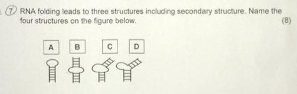 (7) RNA folding leads to three structures including | Chegg.com