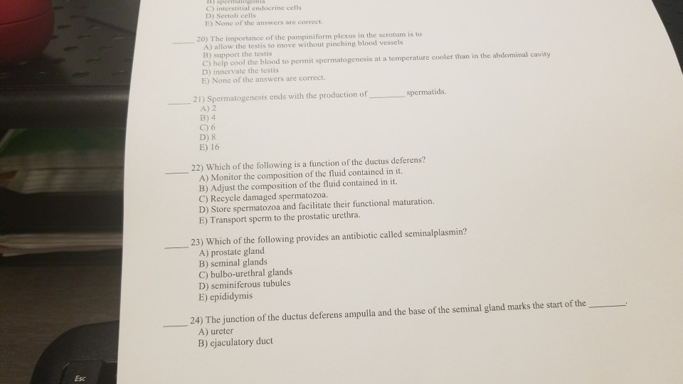 Solved D) Sertoli cells E) None of the answers are correct. | Chegg.com