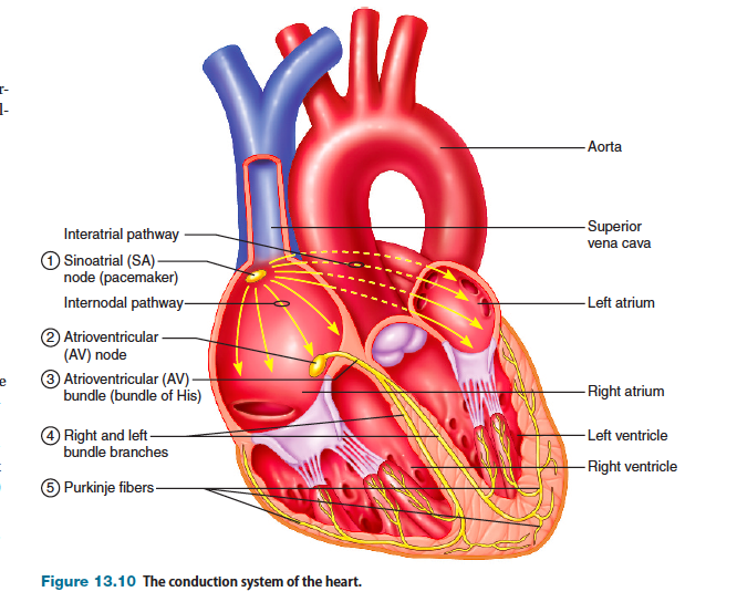 Solved Describe The Electrical Conduction Of The Heart As In 