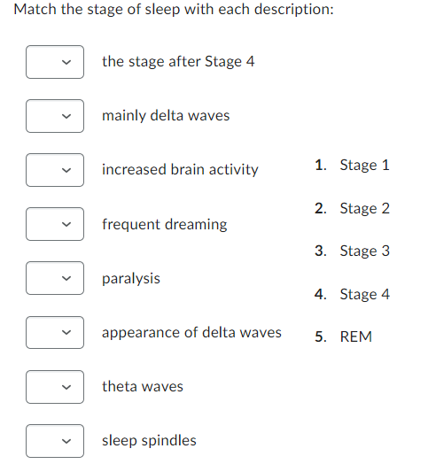 Solved Match the stage of sleep with each description: the | Chegg.com
