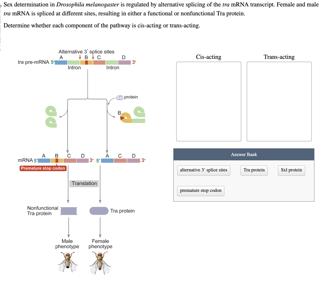 Solved Sex determination in Drosophila melanogaster is | Chegg.com