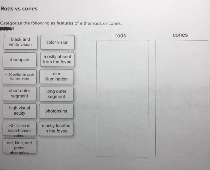 Solved Rods vs cones Categorize the following as features of