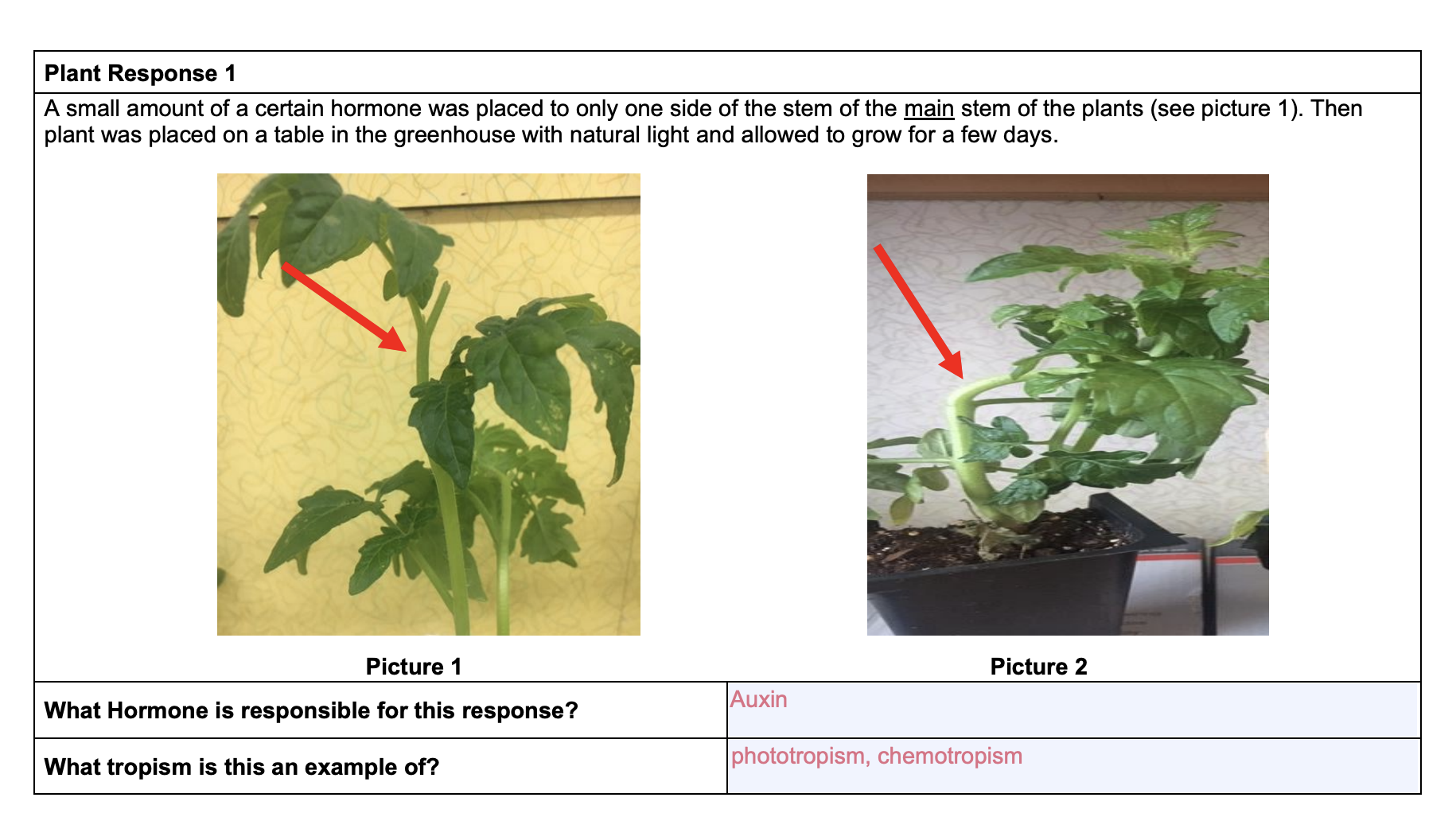 chemotropism in plants