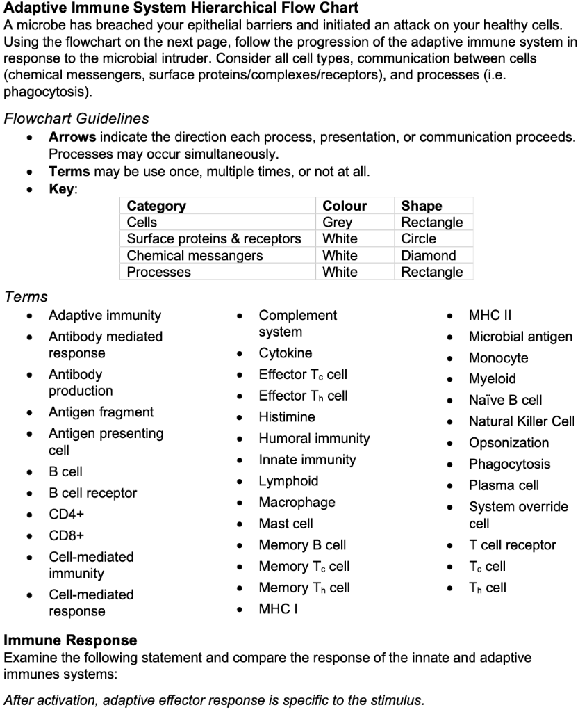 immune response flow chart