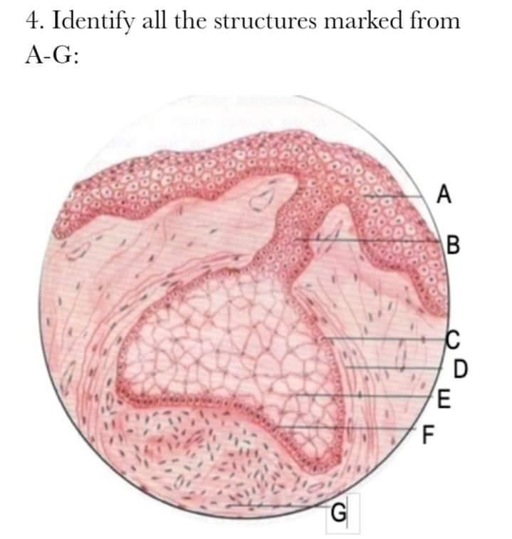 Solved 4. Identify all the structures marked from A-G: A G F | Chegg.com