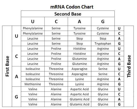 Solved RNA codon table 1st position U Phe U Phe Leu Leu Leu | Chegg.com