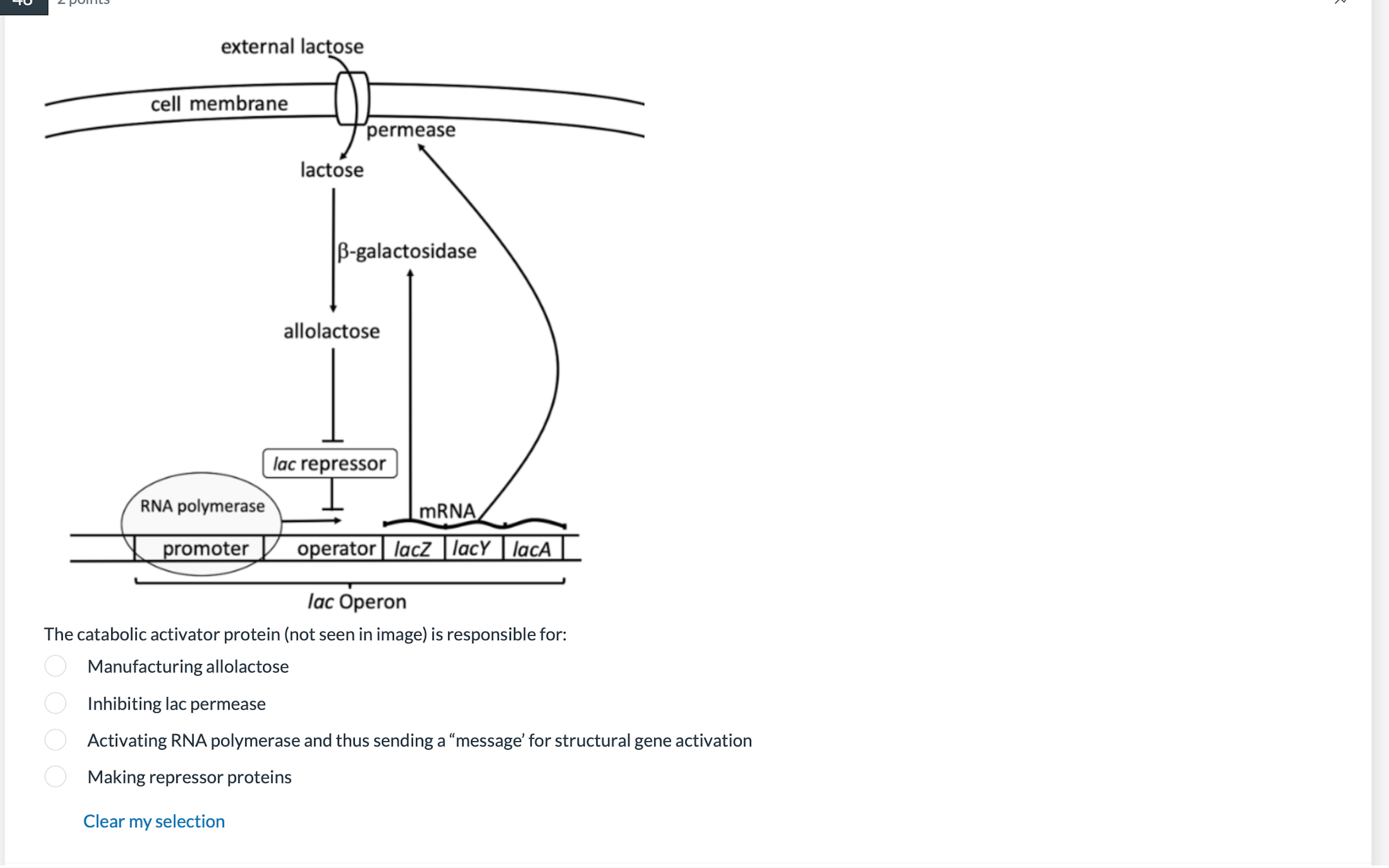 Solved The catabolic activator protein (not seen in image) | Chegg.com