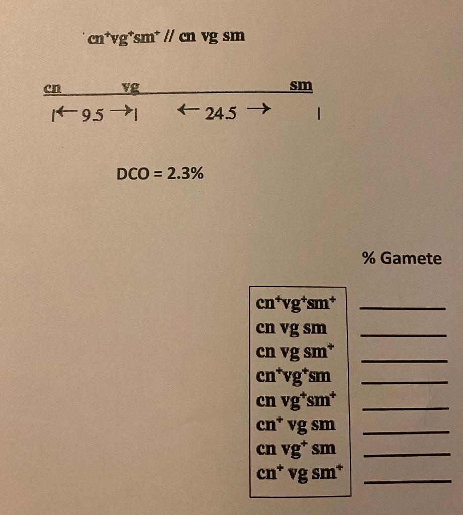 \( \mathrm{cn}^{+} v g^{+} \operatorname{sm}^{+} / / \mathrm{cn} v g \mathrm{sm} \) \[ \frac{\mathrm{cn}}{1+9.5 \rightarrow 1