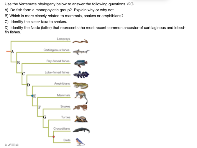 Solved Use the Vertebrate phylogeny below to answer the | Chegg.com