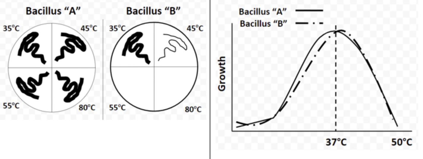 Solved In this experiment, there was 2 bacillus species | Chegg.com