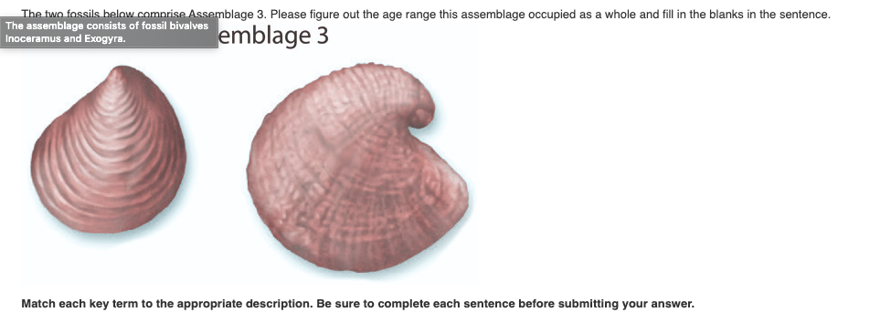 Solved The two fossils below comprise Assemblage 3. Please 