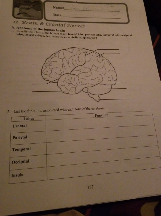 Solved Name Date 12 Brain Cranial Nerves A Anatomy Of Chegg Solved Name Date 12 Brain Cranial Nerves A Anatomy Of Chegg