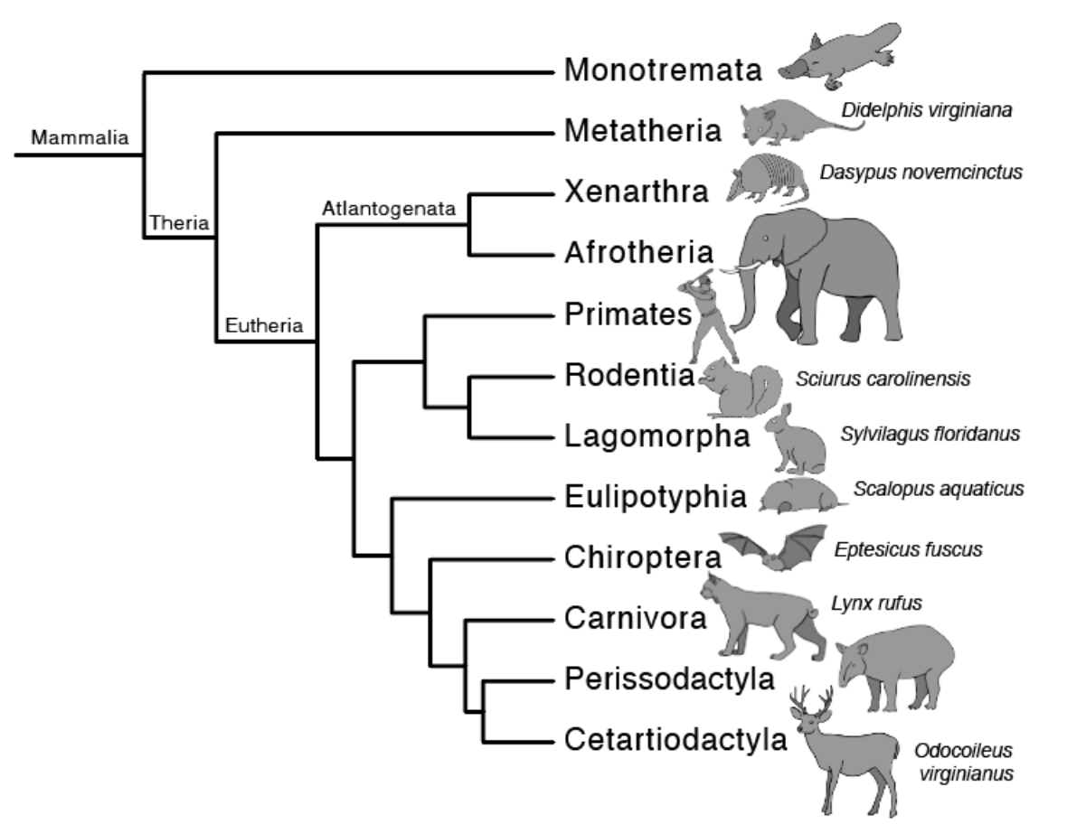 Solved True or False: Monotremata is more closely related to | Chegg.com