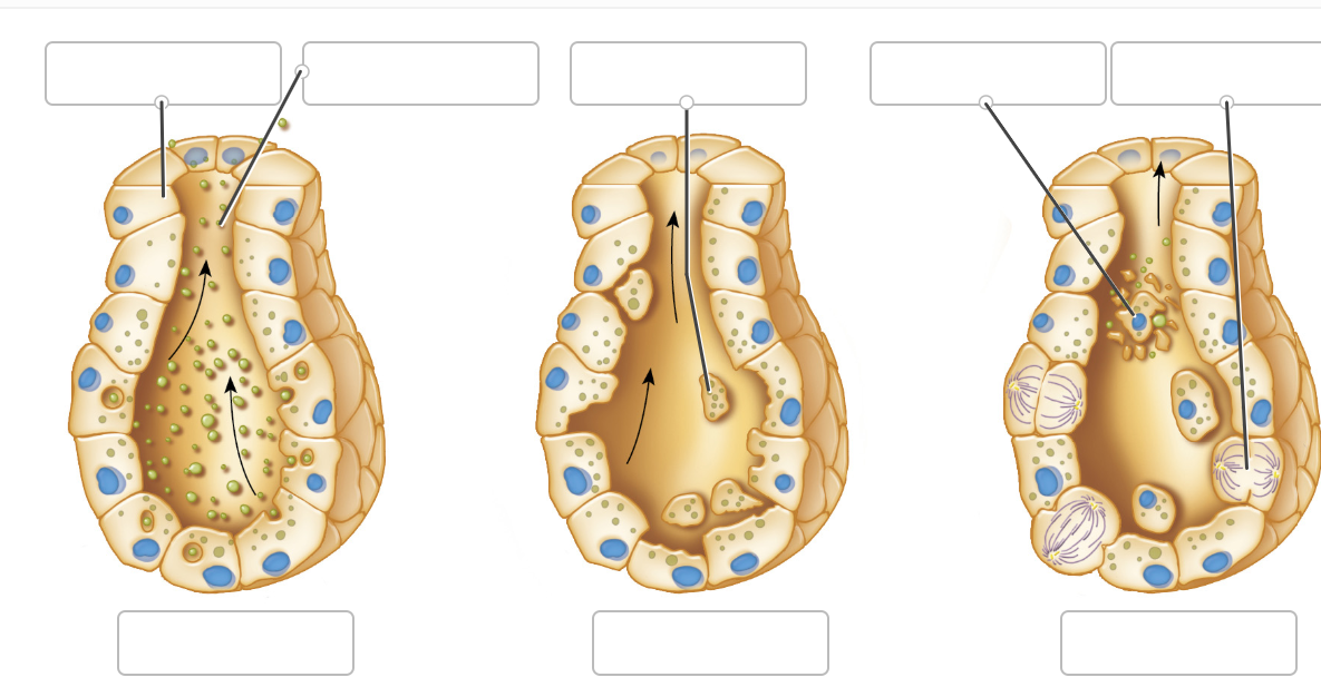 Solved Below each image, label the type of gland that is | Chegg.com