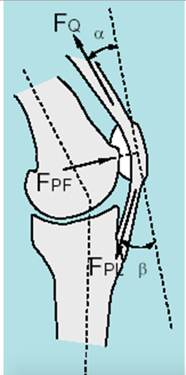 Solved 28. Three main forces that act on the patella, and | Chegg.com