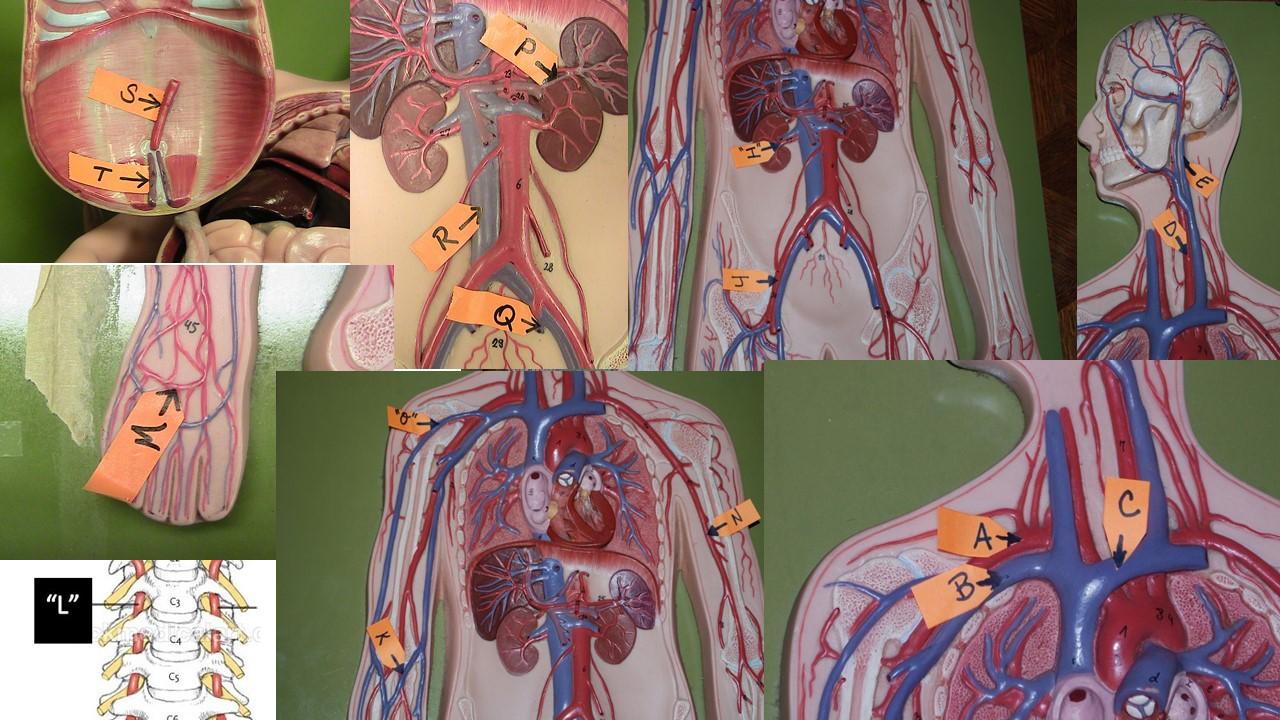 Human Blood Vessels Model