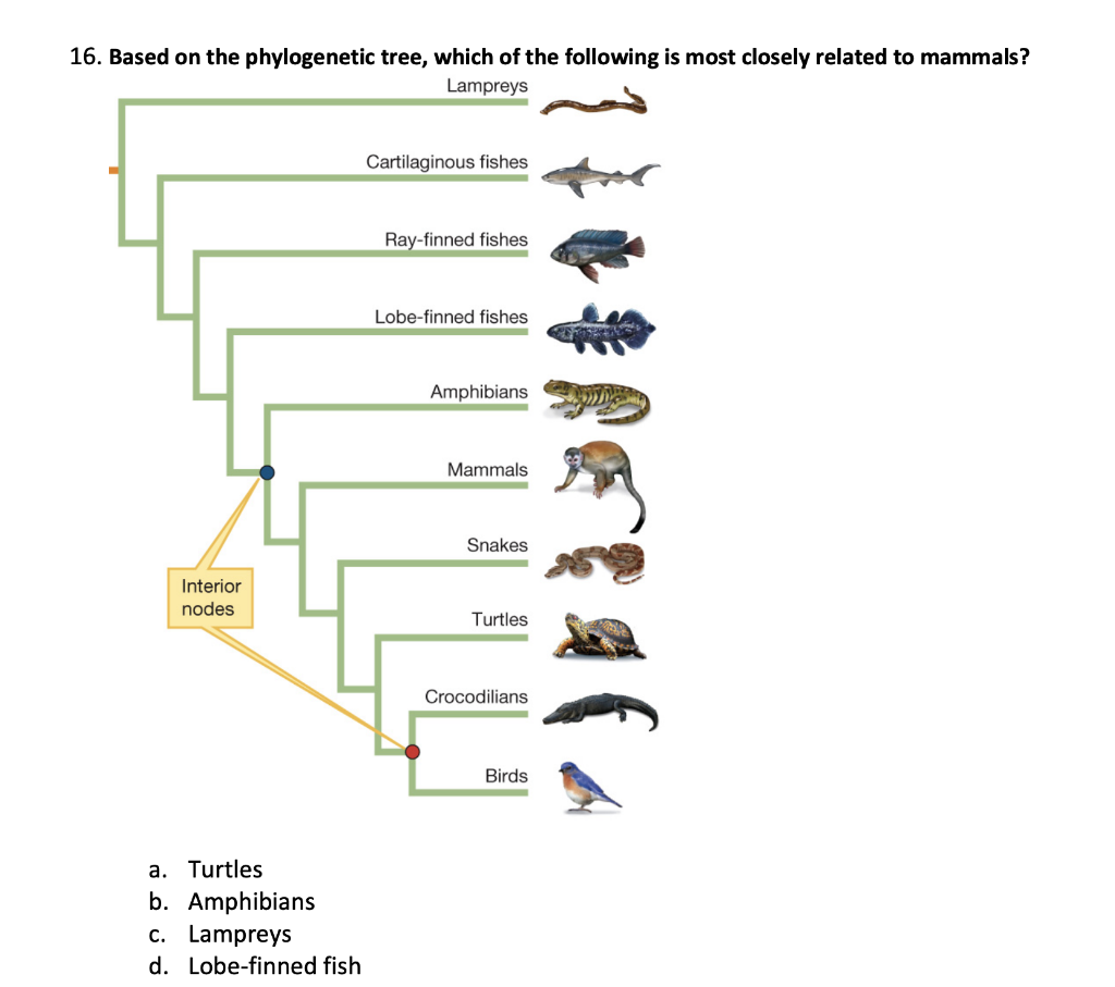 Solved 16. Based On The Phylogenetic Tree, Which Of The | Chegg.com