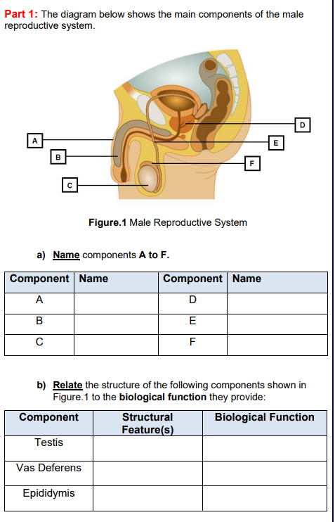 Solved Part 1: The diagram below shows the main components | Chegg.com