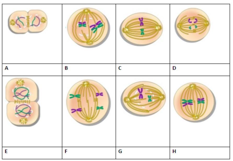 Stages Of Meiosis Diagram Labeled
