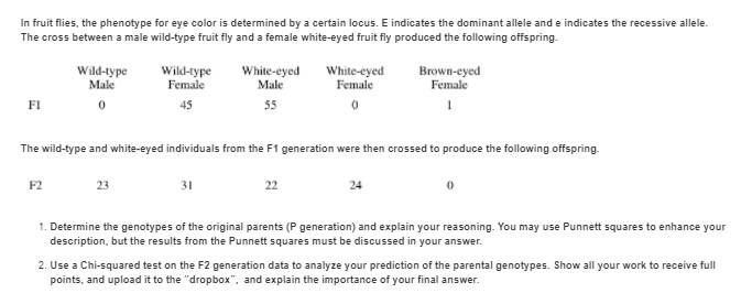 in fruit flies the phenotype for eye color